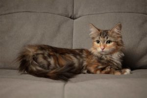 LE CHAT SIBERIEN - SUPERCROQUETTES